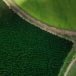 Tree Trimming - A Drone Shot Of Art Works In A Farm Fields