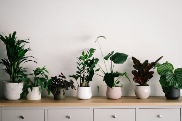 Are Indoor Plants the Ultimate Interior Design Trick?